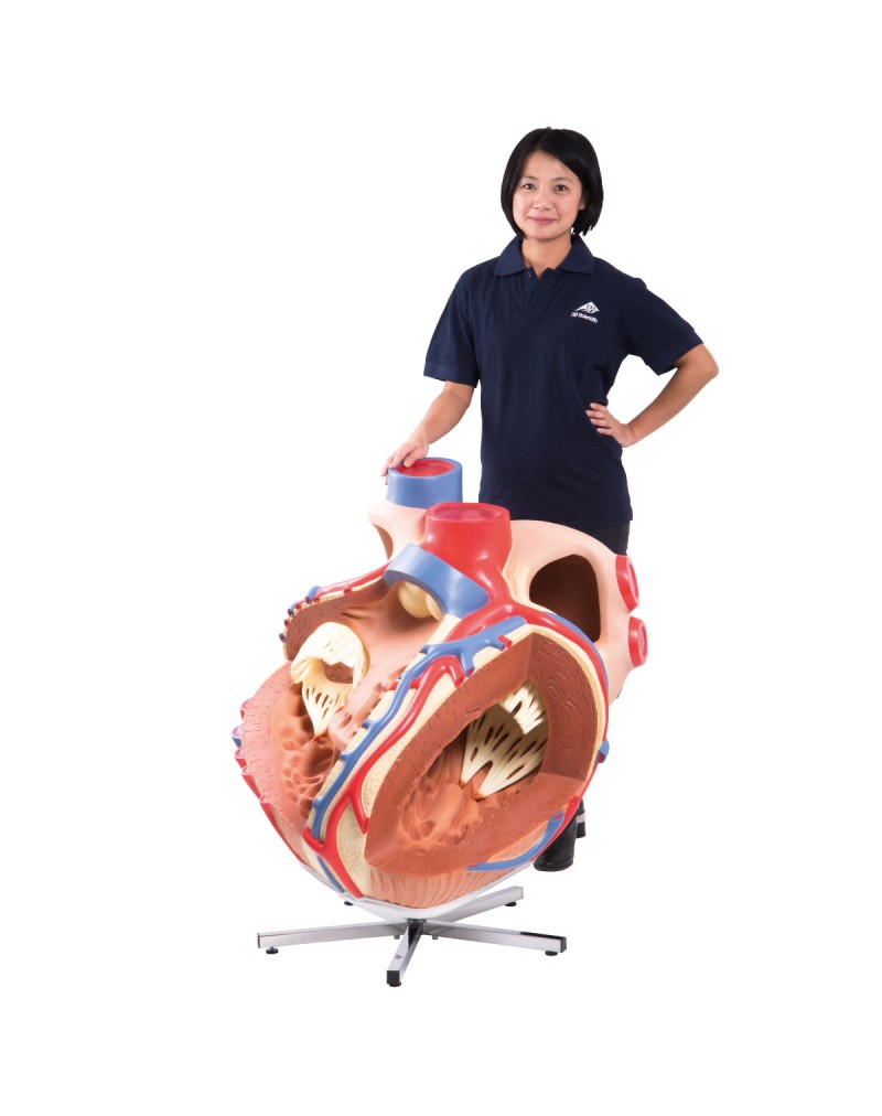Dev kalp, 8 kat büyütülmüş - 3B Smart Anatomy