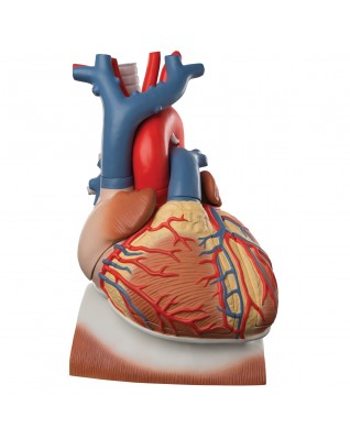 Diyafram üzerinde kalp, 3 kat büyütülmüş, 10 parçalı - 3B Smart Anatomy