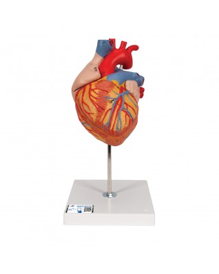 Kalp, 2 kat büyütülmüş, 4 parçalı - 3B Smart Anatomy