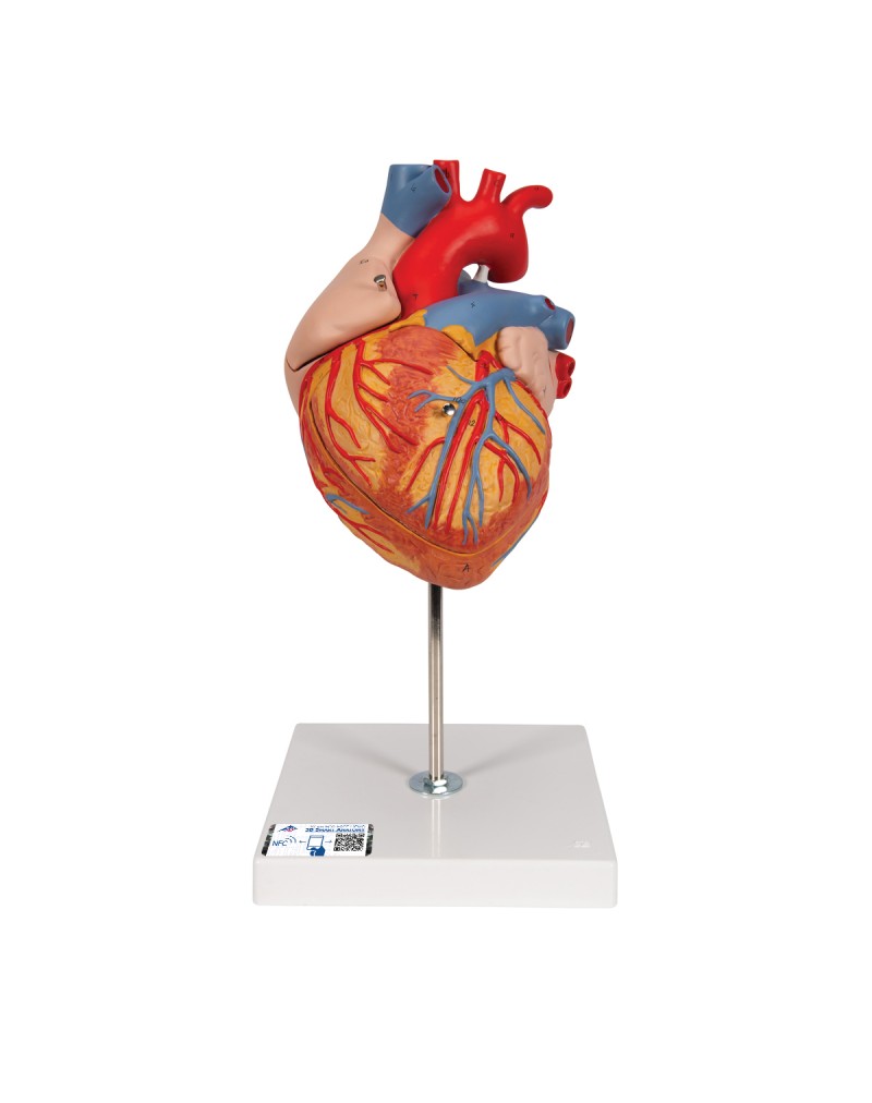 Kalp, 2 kat büyütülmüş, 4 parçalı - 3B Smart Anatomy