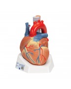 Kalp, 7 parçali - 3B Smart Anatomy