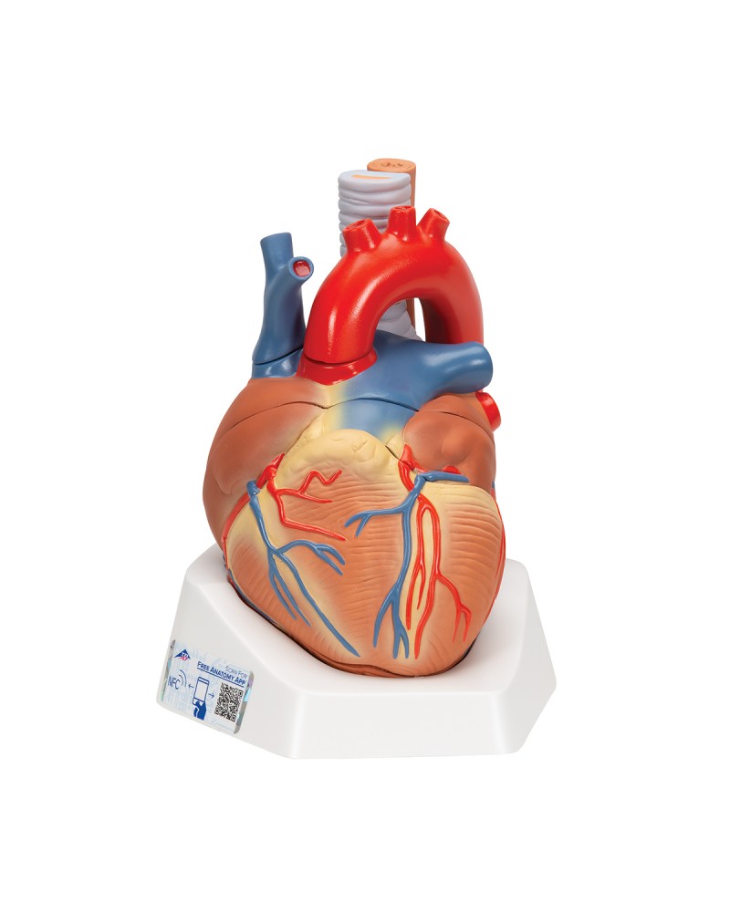 Kalp, 7 parçali - 3B Smart Anatomy