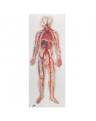 Kan dolaşımı - 3B Smart Anatomy