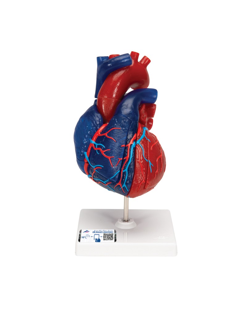 Manyetik Kalp Modeli,  5 parça - 3B Smart Anatomy