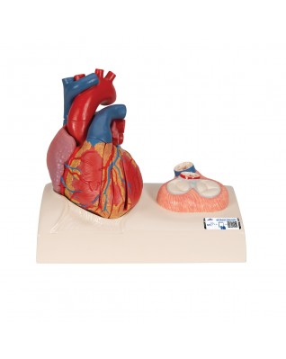 Manyetik Kalp Modeli, doğal boyutlarda, 5 parça - 3B Smart Anatomy