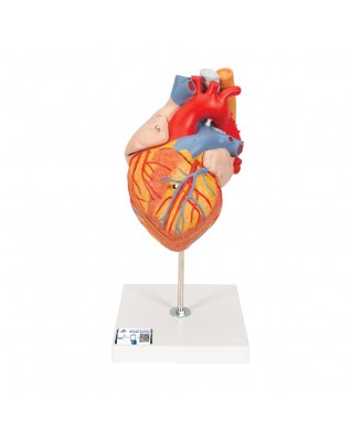 Nefes ve yemek borusuyla birlikte kalp, 2 kat büyütülmüş, 5 parçalı - 3B Smart Anatomy
