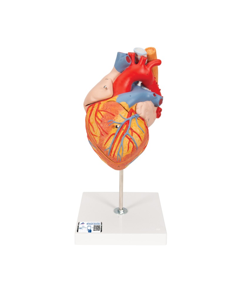 Nefes ve yemek borusuyla birlikte kalp, 2 kat büyütülmüş, 5 parçalı - 3B Smart Anatomy