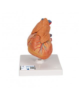 Timüslü klasik kalp, 3 parçalı - 3B Smart Anatomy
