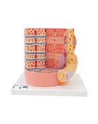 3B MICROanatomy™ kas lifleri - 10.000 kat büyütülmüş - 3B Smart Anatomy