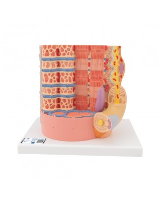 3B MICROanatomy™ kas lifleri - 10.000 kat büyütülmüş - 3B Smart Anatomy