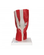 Diz eklemi, 12 parça - 3B Smart Anatomy