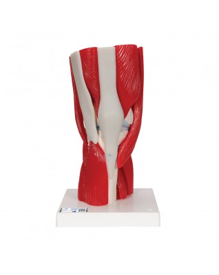 Diz eklemi, 12 parça - 3B Smart Anatomy