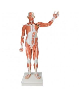 Doğal boyutlarında erkek kas modeli, 37 parça - 3B Smart Anatomy