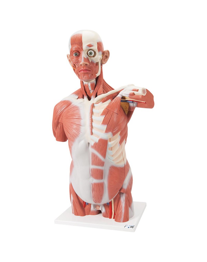 Gerçek boyutlarında kaslı gövde, 27 parçalı - 3B Smart Anatomy