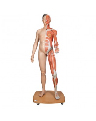 Gerçek boyutlarında, iki cinsiyetli 3B Scientific® kas modeli, Asyalı, 39 parça - 3B Smart Anatomy