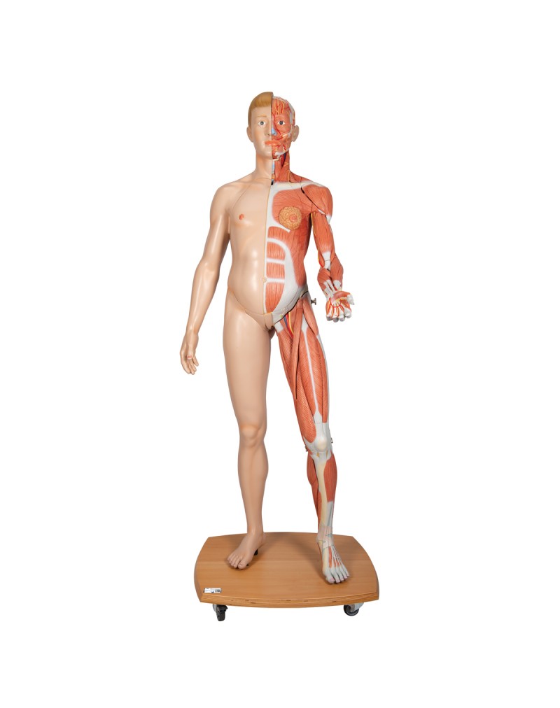 Gerçek boyutlarında, iki cinsiyetli 3B Scientific® kas modeli, Avrupalı, 39 parça - 3B Smart Anatomy
