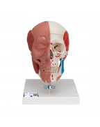 Kafatası Modeli - Yüz kaslarıyla birlikte - 3B Smart Anatomy
