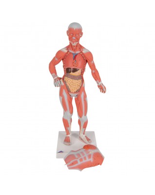 Kas modeli, 1/3 boyutlarında, 2 parçalı - 3B Smart Anatomy