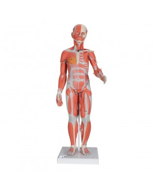 Kas modeli, iç organlarla birlikte iki cinsiyetli, 33 parça - 3B Smart Anatomy