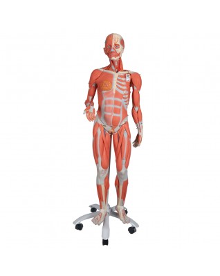 Kas modeli, kadın, 23 parça - 3B Smart Anatomy