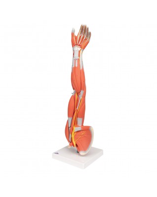 Kasli kol, 6 parçali - 3B Smart Anatomy