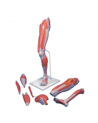 Kaslı bacak, 7 parçalı - 3B Smart Anatomy