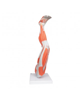 Kaslı bacak, 9 parçalı - 3B Smart Anatomy