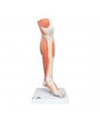 Lüks kaslı alt bacak, 3 parçalı - 3B Smart Anatomy