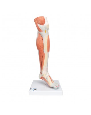 Lüks kaslı alt bacak, 3 parçalı - 3B Smart Anatomy