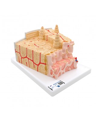 3B MICROanatomy™ kemik yapısı 80 kat büyütme - 3B Smart Anatomy