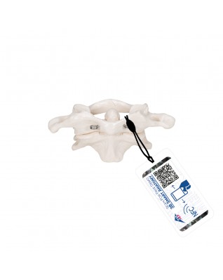 Atlas ve eksen, monte edilmiş, ayaksız - 3B Smart Anatomy