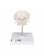 Atlas ve eksen, oksipitalle, çıkartılabilir destek üzerinde montajlı - 3B Smart Anatomy