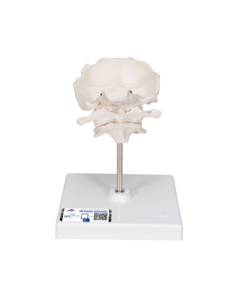 Atlas ve eksen, oksipitalle, çıkartılabilir destek üzerinde montajlı - 3B Smart Anatomy
