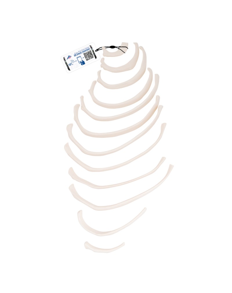 Kaburgalar - 3B Smart Anatomy