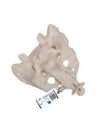 Koksiksli sakrum - 3B Smart Anatomy