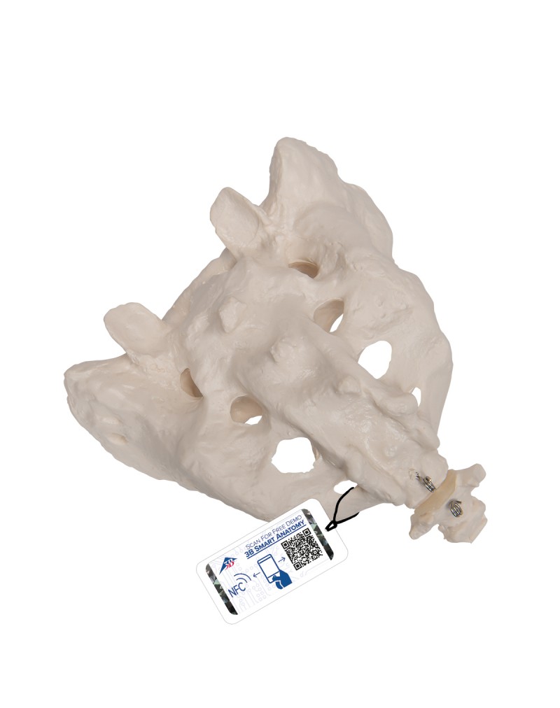 Koksiksli sakrum - 3B Smart Anatomy