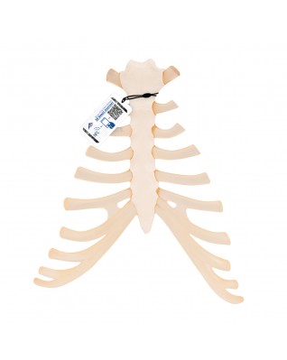 Kostal kıkırdaklı göğüs kemiği - 3B Smart Anatomy