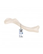 Köprücük kemiği - 3B Smart Anatomy