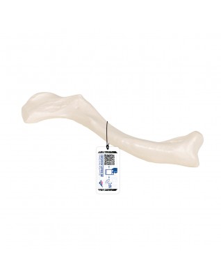 Köprücük kemiği - 3B Smart Anatomy