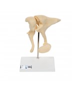 Küçük kemikler 20 kat büyütülmüş BONElike™ - 3B Smart Anatomy