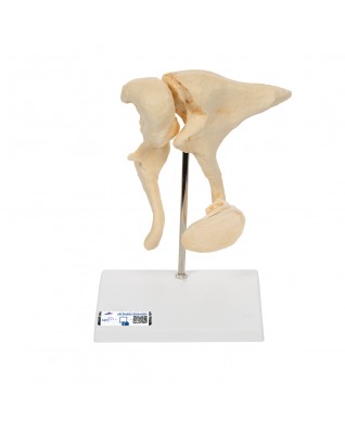 Küçük kemikler 20 kat büyütülmüş BONElike™ - 3B Smart Anatomy