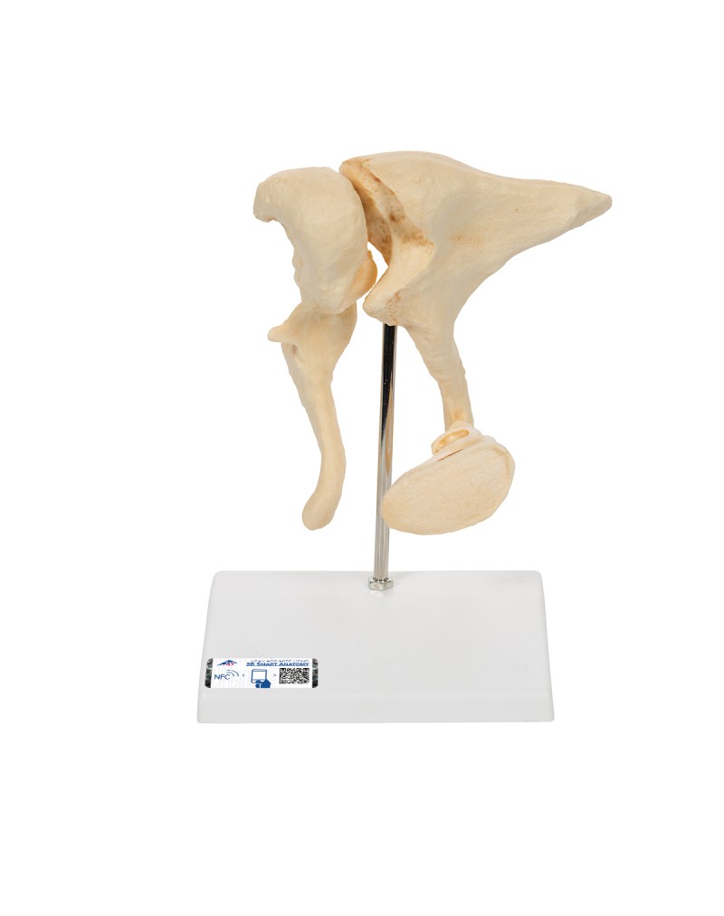 Küçük kemikler 20 kat büyütülmüş BONElike™ - 3B Smart Anatomy