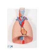 Akciğer Modeli - Gırtlak ile birlikte, 7 parça - 3B Smart Anatomy