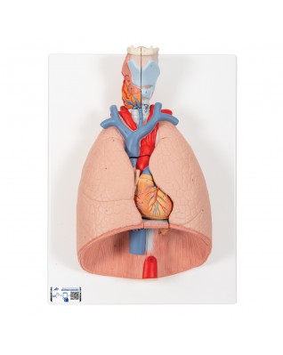 Akciğer Modeli - Gırtlak ile birlikte, 7 parça - 3B Smart Anatomy