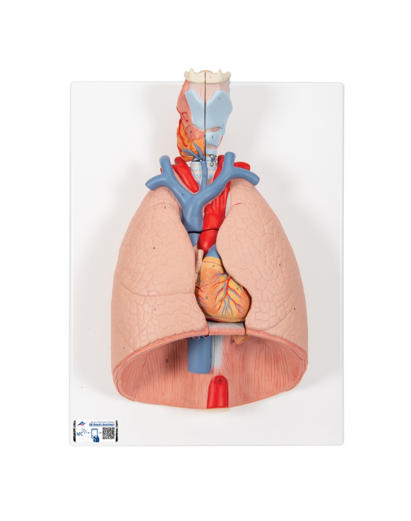 Akciğer Modeli - Gırtlak ile birlikte, 7 parça - 3B Smart Anatomy