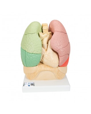 Akciğer Modeli - 20 parçalı - 3B Smart Anatomy