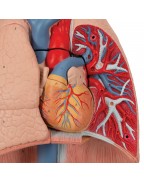 Akciğer Modeli - Gırtlak ile birlikte, 7 parça - 3B Smart Anatomy
