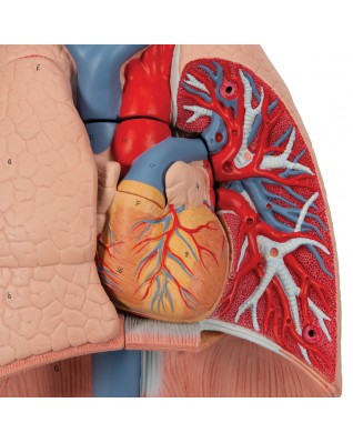 Akciğer Modeli - Gırtlak ile birlikte, 7 parça - 3B Smart Anatomy