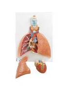 Akciğer Modeli - Gırtlak ile birlikte, 5 parça - 3B Smart Anatomy