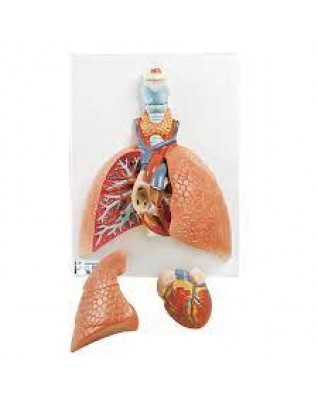 Akciğer Modeli - Gırtlak ile birlikte, 5 parça - 3B Smart Anatomy